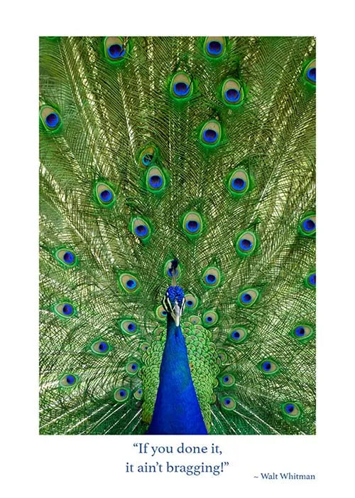 Peacock Congratulations Card