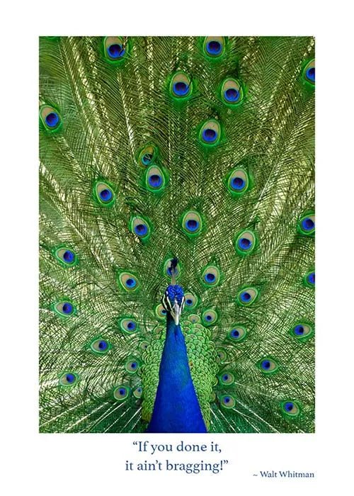 Peacock Congratulations Card - The Celtic Gift Store - 