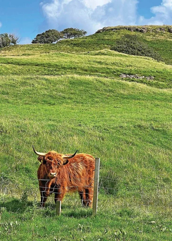 Scottish Cow Birthday Card - The Celtic Gift Store - 