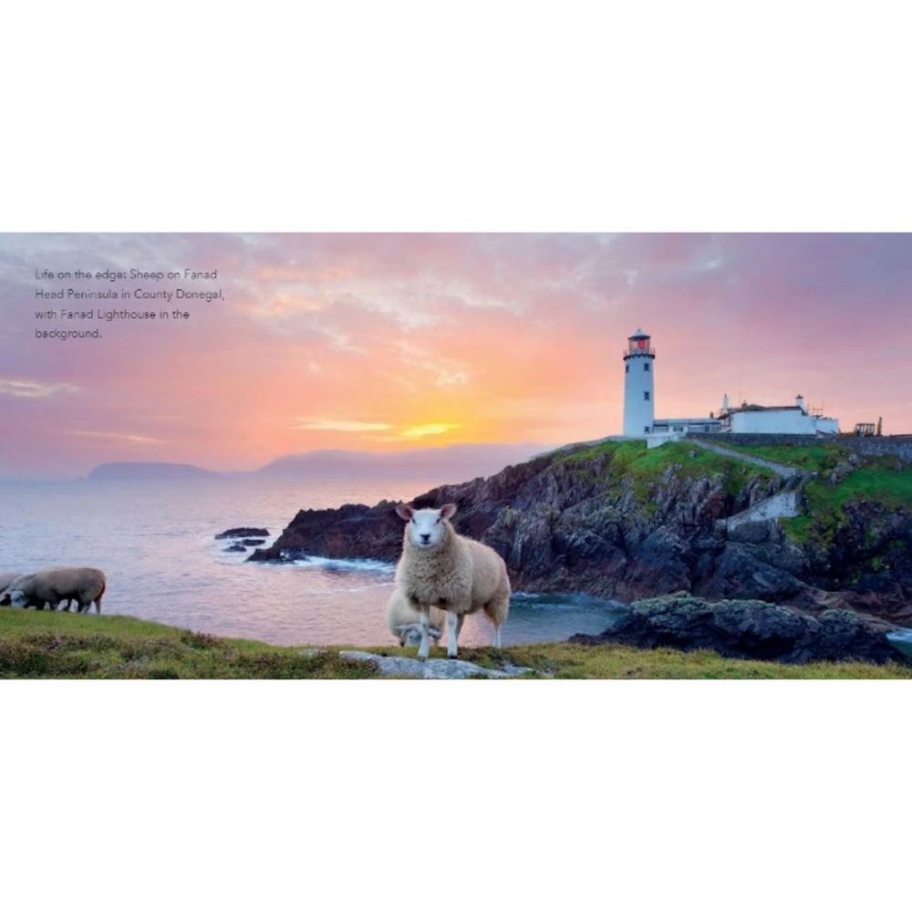 Sheep of Ireland - The Celtic Gift Store - Books