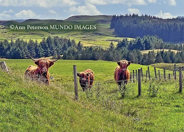 When Friends Gather Coos - The Celtic Gift Store - 