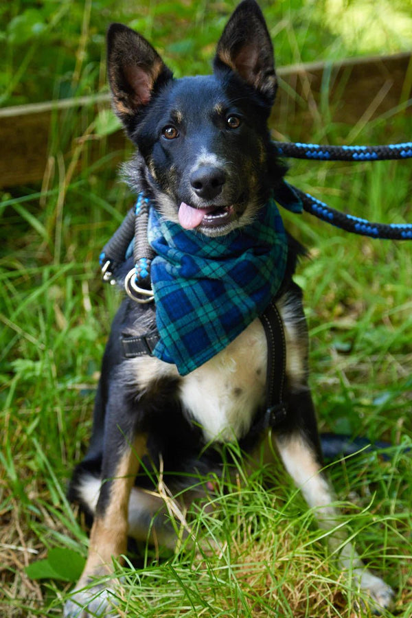 Blackwatch Flannel Dog Bandana - The Celtic Gift Store - Pet Supplies
